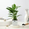 Buy The Fresh Three Plant Set