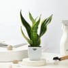 Shop The Fresh Three Plant Set