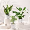 The Fresh Three Plant Set