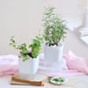 Buy The Little Herb Garden