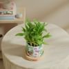 Gift Tranquil Harmony Bamboo Plant With Ceramic Planter