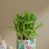 Buy Tranquil Harmony Bamboo Plant With Ceramic Planter