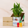 Gift Tree of Life Rakhi and Lucky Bamboo Gift Set