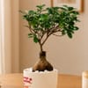 Buy Trust Bappa Bonsai Plant