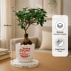 Shop Trust Bappa Bonsai Plant