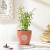 Tulsi Plant And Om Terracotta Planter Online