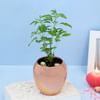 Gift Tulsi Plant in a Copper Planter