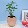 Tulsi Plant in a Copper Planter Online