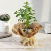 Gift Tulsi Plant in Jute Wrapping with Plastic Planter
