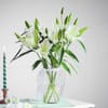 Vanilla Lily Dream Online