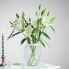 Vanilla Lily Dream Online