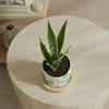Gift Verdant Elegance Snake Superba Plant