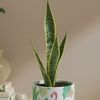 Buy Verdant Elegance Snake Superba Plant