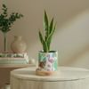 Shop Verdant Elegance Snake Superba Plant