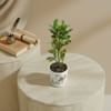 Gift Verdant Glow Croton Plant With Hexagon Planter