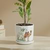 Shop Verdant Glow Croton Plant With Hexagon Planter