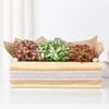 Gift Vibrant Fittonia Tray Garden