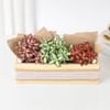 Buy Vibrant Fittonia Tray Garden