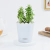 Vibrant Jade Plant And Self Watering Planter Online
