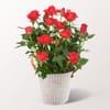 Vibrant Red Roses in a Stylish Zinc Pot