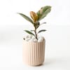 Gift Vibrant Ruby Rubber Plant