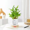 Gift Virgo Zodiac 2 Layered Bamboo Planter