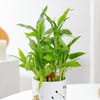 Shop Virgo Zodiac 2 Layered Bamboo Planter