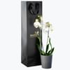 White Elegance Online
