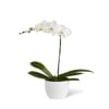 White Orchid Planter Online
