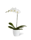 White Orchid Planter
