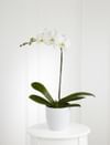 White Orchid Planter