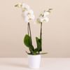 White Orchid - Premium Orchid Plant Online