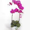 WHITE PHALAENOPSIS POTTED ORCHID - FRESH LIVE ORCHID Online