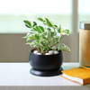 Gift White Pothos Plant in a Metal Planter