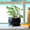 Buy White Pothos Plant in a Metal Planter