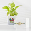 Wishing Tree Rakhi And Money Plant Combo Online