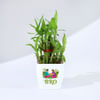 Shop Wishing Tree Rakhi With 2 Layered Bamboo Plant