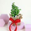 Buy Wrapped in Jade's Love Plant