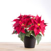 Xmas Poinsettia Online
