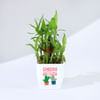 Year Of Growth 2-Layer Bamboo Plant Online
