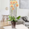 Yellow orchid in pot Online