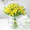 Yellow Surprise Online