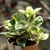 Buy You Deserve Self-care Money Plant N'Joy Customized with logo