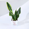 Shop You Won My Heart - Snake Plant