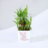 You Won My Heart - Two Layered Bamboo Plant In Pot Online