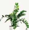 Zamioculcas ZZ