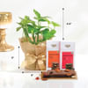 Buy Zen Harmony Gift Set