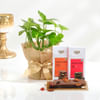 Zen Harmony Gift Set Online