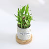 Shop Zen Oasis - 2-Layer Bamboo Plant With Pot - Personalized