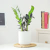 Gift ZZ Plant In Ribbed White Planter